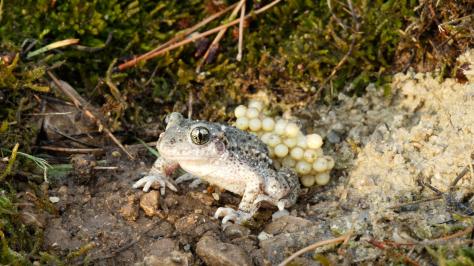 Projekt Ökofonds: Schutz der Geburtshelferkröte