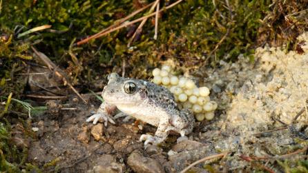 Eine männliche Geburtshelferkröte mit Laichschnüren huckepack