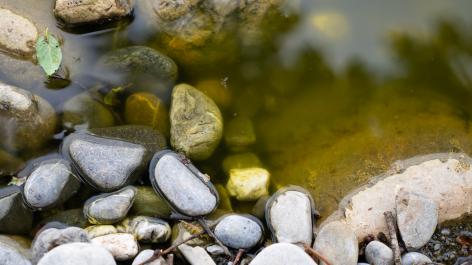 Projekt Ökofonds: Amphibienteich Steinerschule