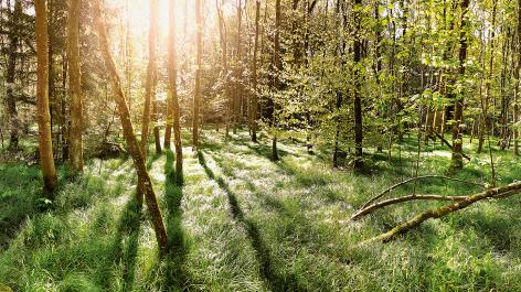 Energiepolitik, Energieeffizienz und mehr